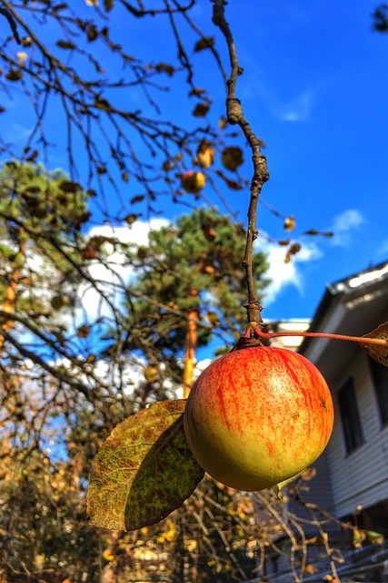 Free Apple Fall photo and picture