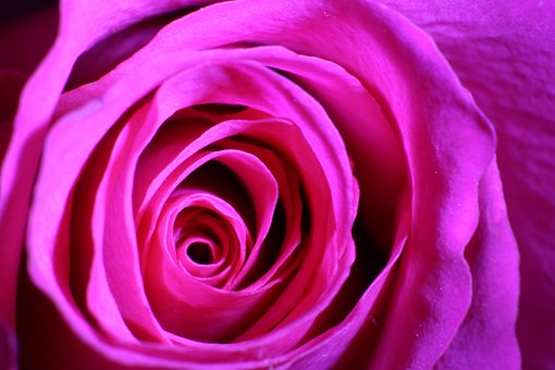 Blume, Rose, Blütenblatt, Makro, Blüte