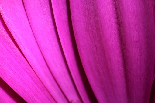 Blume, Blütenblatt, Makro, Blüte