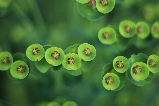 Blume, Makro, Schöne Blumen