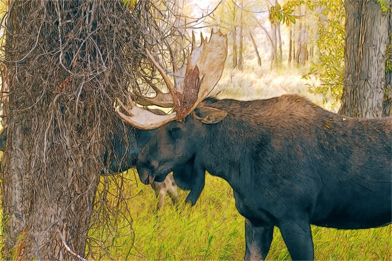 Download Wyoming Moose Pair, Bull, Moose. RoyaltyFree Stock