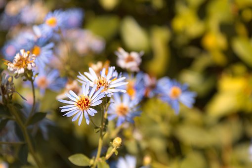 Free Flower Macro photo and picture