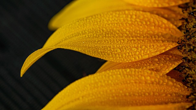 Free Flower Sunflower photo and picture