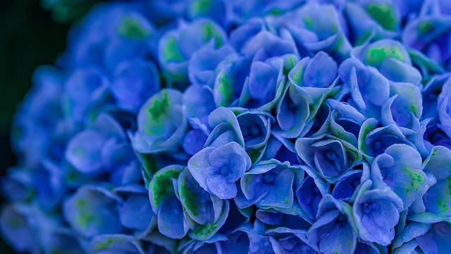Free Hydrangeas Blue photo and picture
