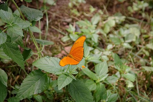 Free Orange Butterfly photo and picture