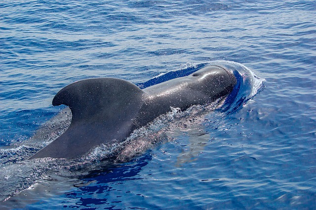 Free Ocean Dolphin photo and picture