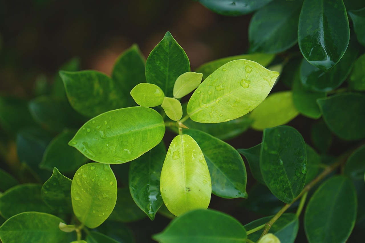 Leaf - free online jigsaw puzzle photo