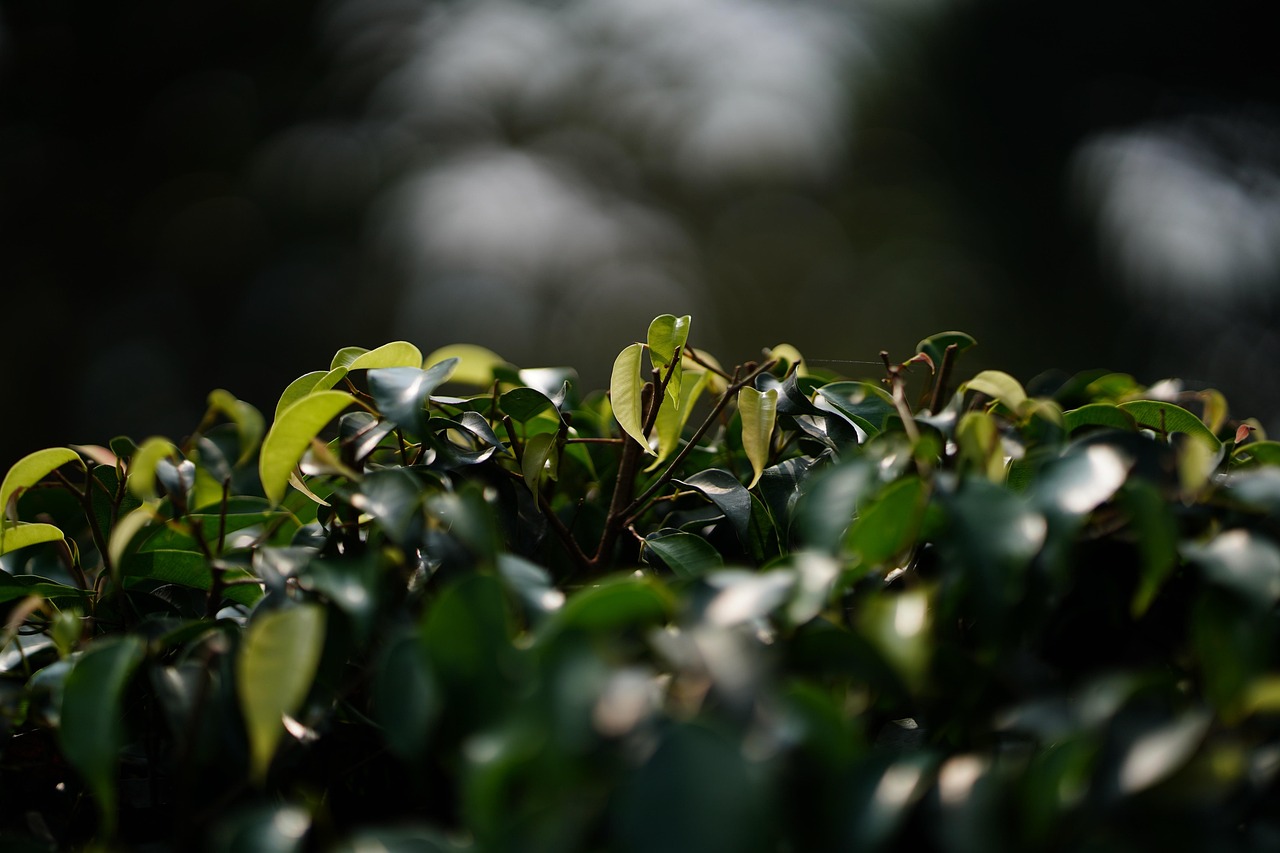 Leaf - free online jigsaw puzzle photo
