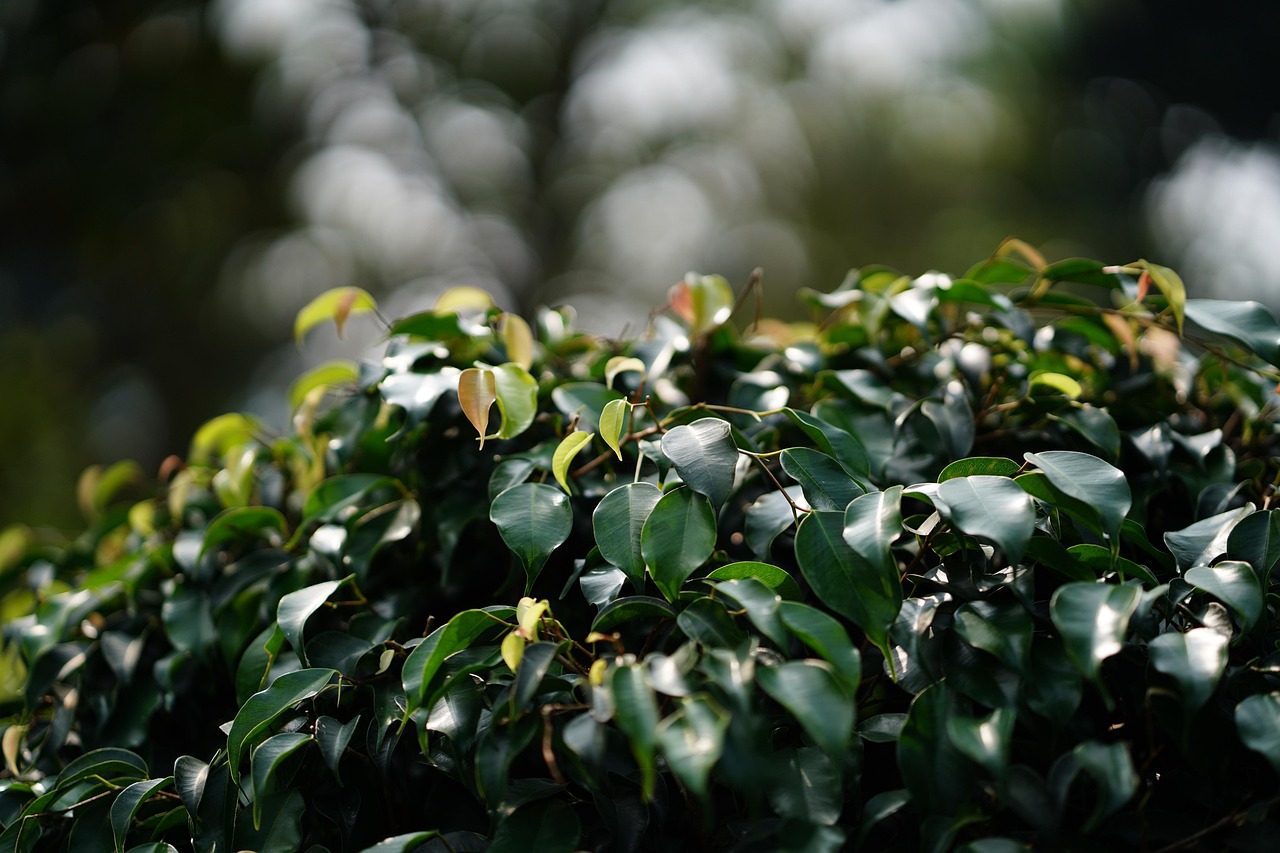 Leaf - free online jigsaw puzzle photo
