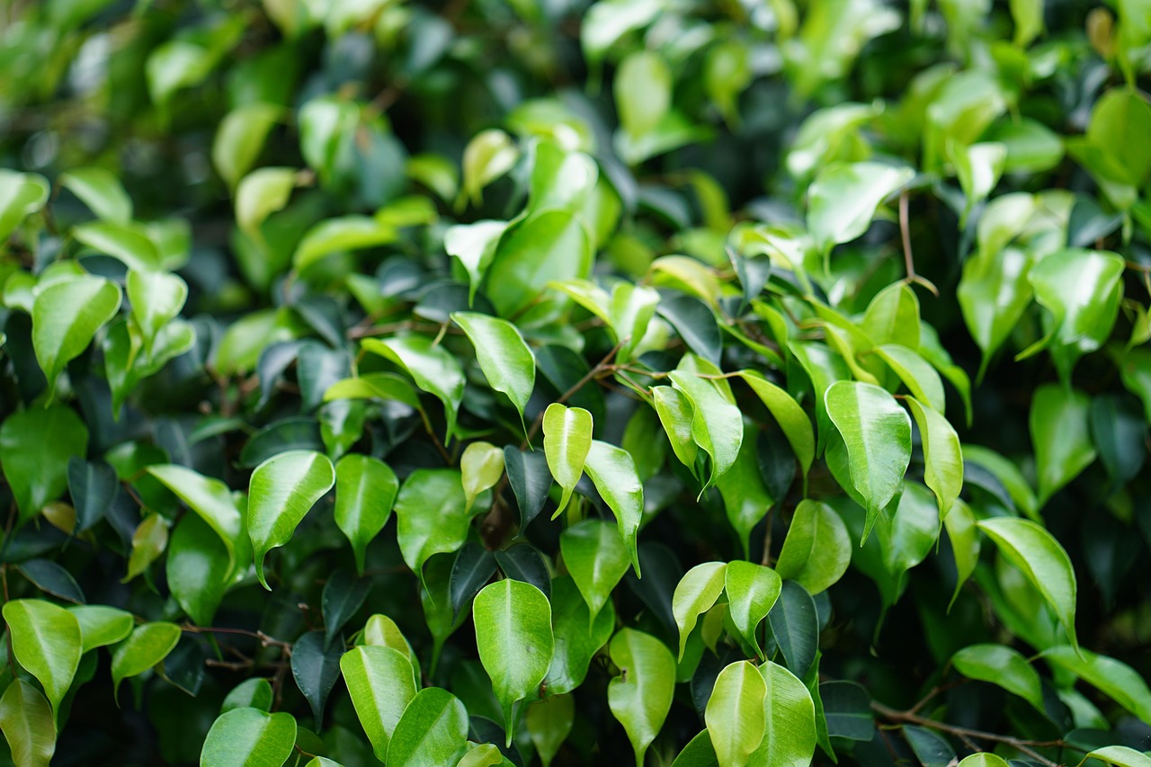 Leaf - free online jigsaw puzzle photo