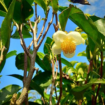 Free Tea Plant Flower photo and picture