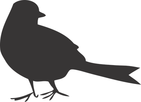 Pájaro, Forma, Negro