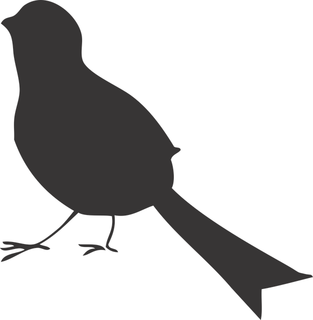 Pájaro, Forma, Negro