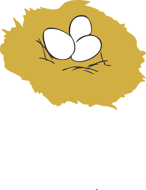 Nido, Huevos, Amarillo, Nido, Nido, Nido