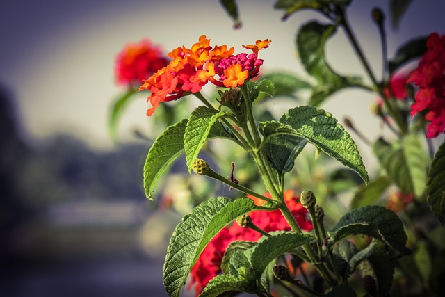 Free Lantana Red photo and picture