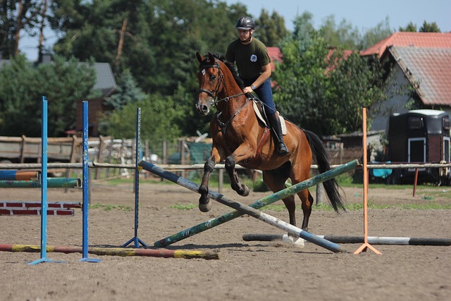 Free Horses Horse photo and picture