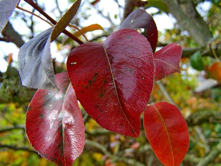 Herbst, Verfärbungen, Natur