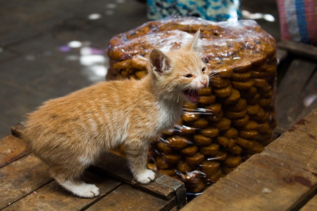 Kat, Feline, Dyr, Killing, Portræt