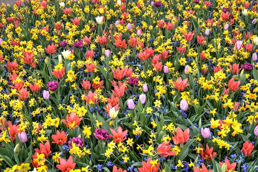 Free Tulips Bed photo and picture