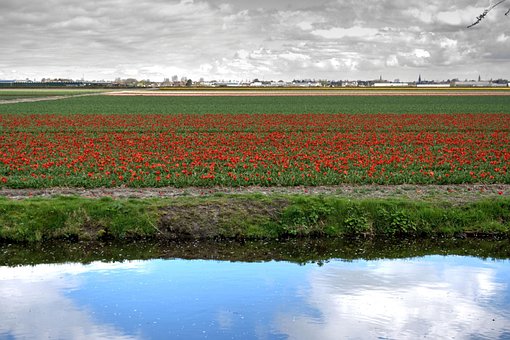 Free Tulips Bed photo and picture