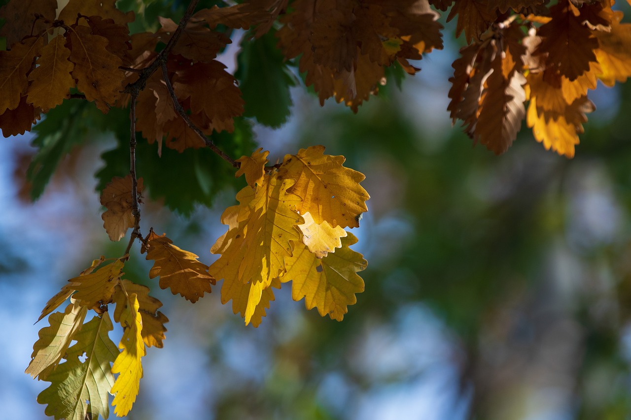 Fall Foliage Leaves - Free photo on Pixabay - Pixabay