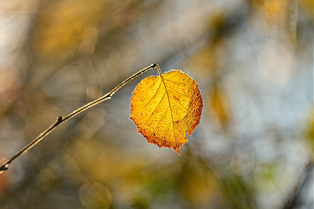 Leaf - free online jigsaw puzzle photo