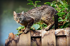 Macska sz Cat Szi mi Ingyenes Fot A Pixabay en