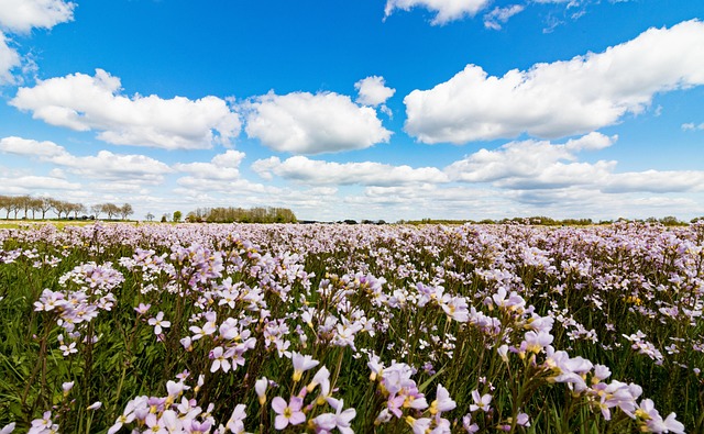 Pinse Blomst, Violet, Holland, Blomster