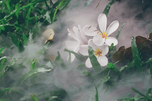 Floare, Flori Frumoase, Natură