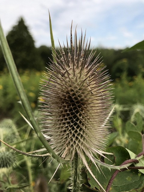 Free Thistle Plants photo and picture
