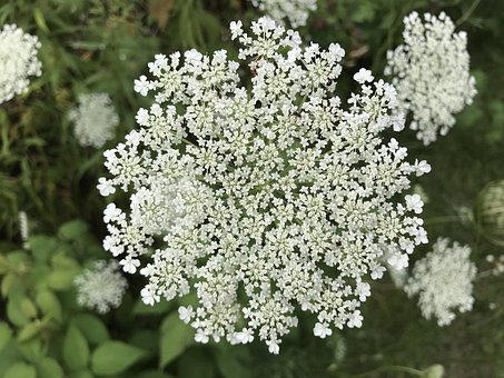 Free White Flower Queen Anne'S Lace photo and picture