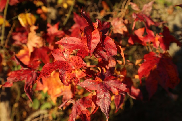 Free Leaf Red photo and picture