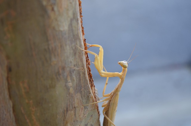 Free Praying Mantis Tree photo and picture