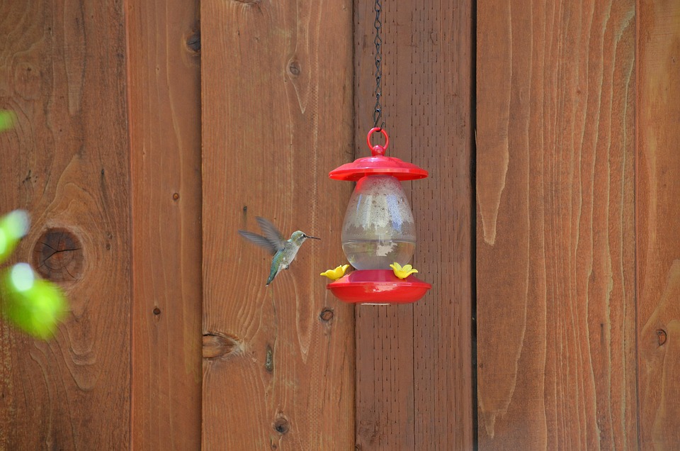 Hummingbird Feeder Bird Nature Free Photo On Pixabay