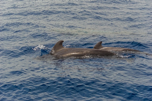 Free Ocean Sea photo and picture