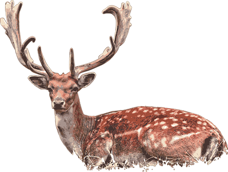 Free Deer Stag vector and picture