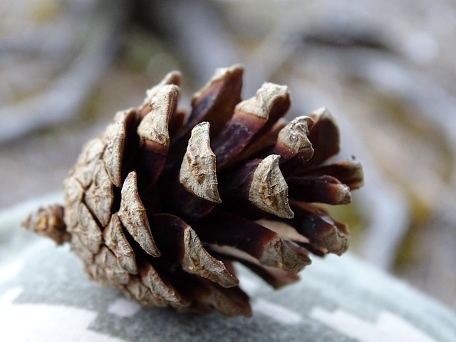 Free Pine Cone Macro photo and picture