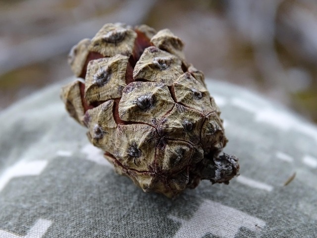 Free Pine Cone Macro photo and picture