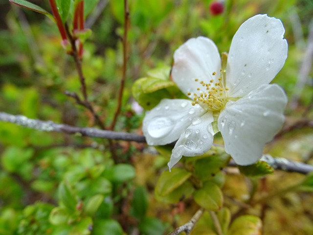 Free Flowers Karelia photo and picture