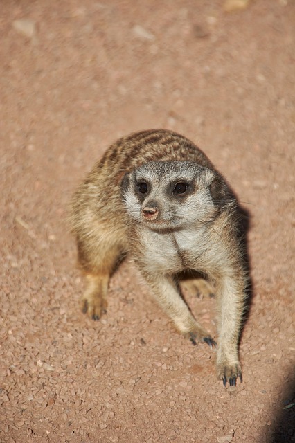 Free Animal Zoo photo and picture