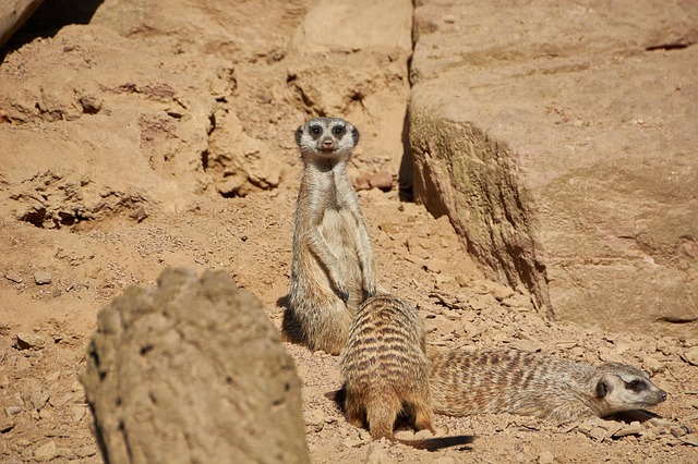 Free Animal Zoo photo and picture