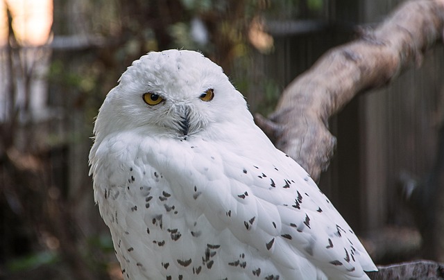 Free Animal Zoo photo and picture