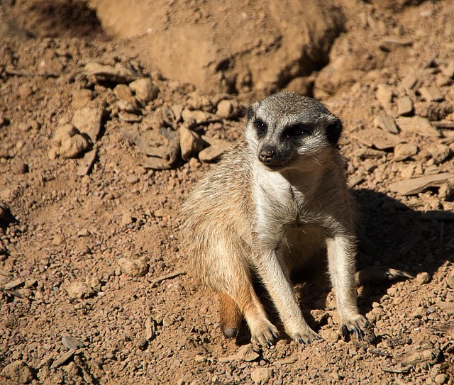 Free Animal Zoo photo and picture