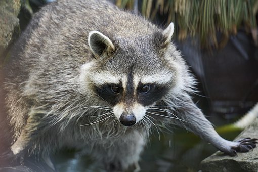 0以上の無料アライグマ 動物画像 Pixabay