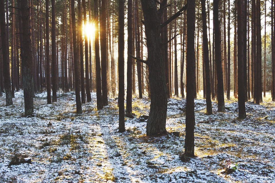 Wald, Winter, Schnee