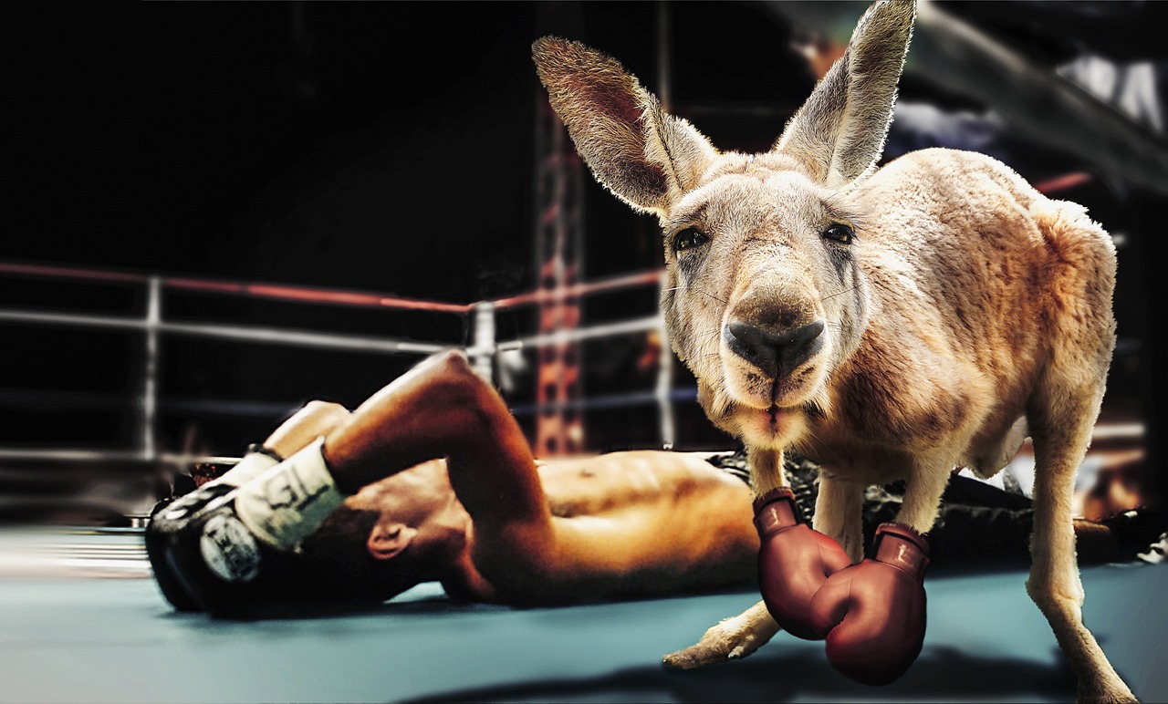 Boxing Match Kangaroo - Free photo on Pixabay