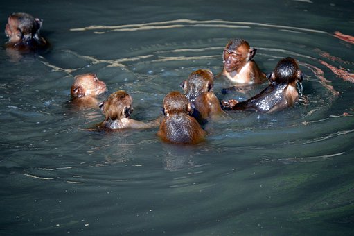 Free Thailand Monkeys photo and picture