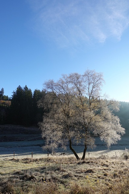 Free Tree Frost photo and picture