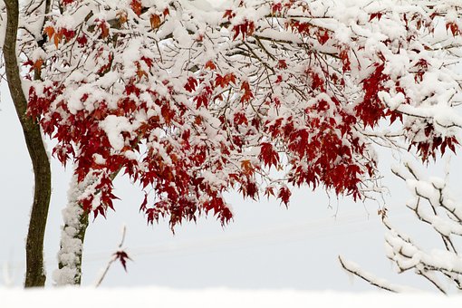 Nieve, Invierno, Paisajes De Invierno
