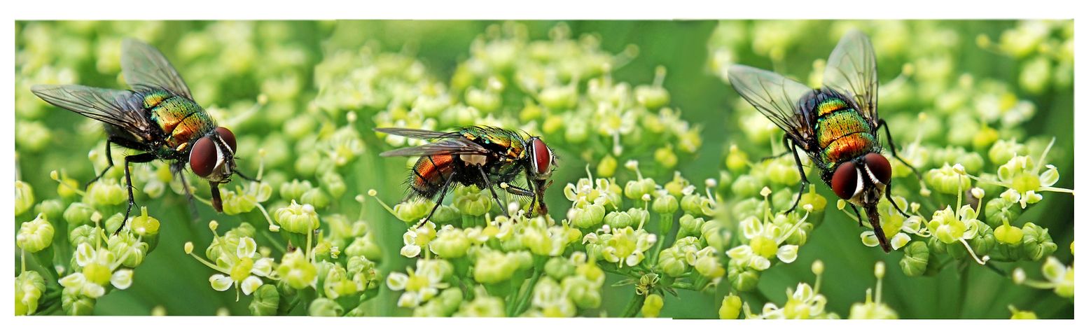 ハエ 写真 - 無料イメージのダウンロード - Pixabay